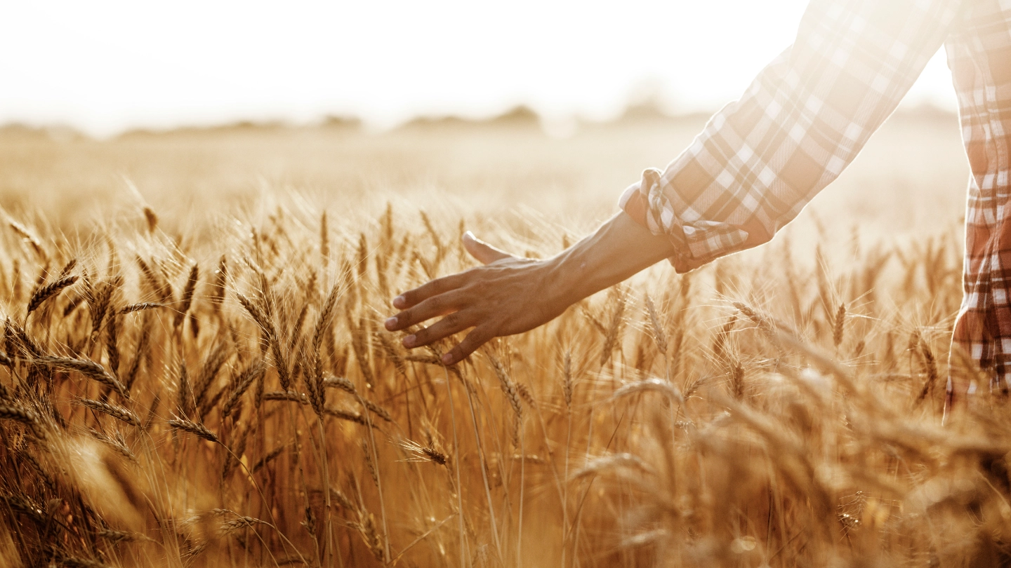 PLANET Hands touching a field of sustainainable grain Hands lightly touching sustainainable grain in a field
