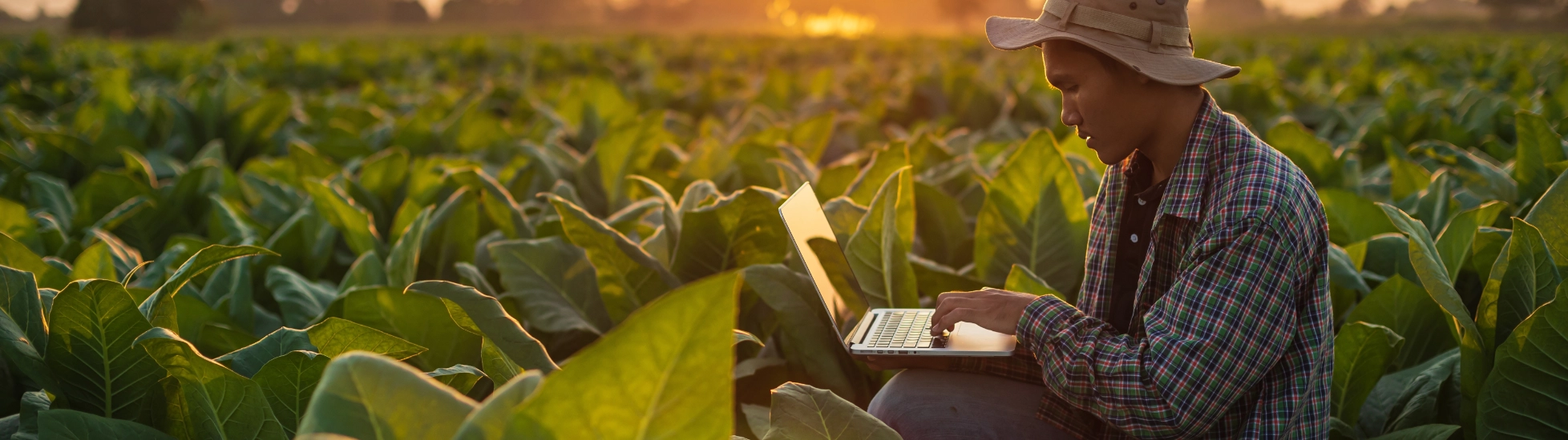 farmer in his field working on his laptop